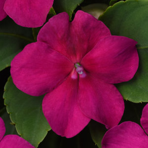 Impatiens Beacon Violet Shades 48 plants per tray (Reg. 39.92)